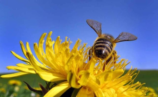 El mundo se queda sin abejas