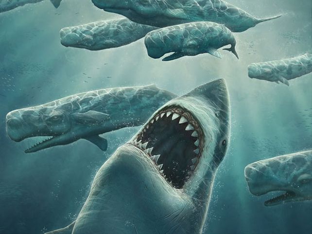 Se hallaron restos del tiburón más grande que existió en la tierra