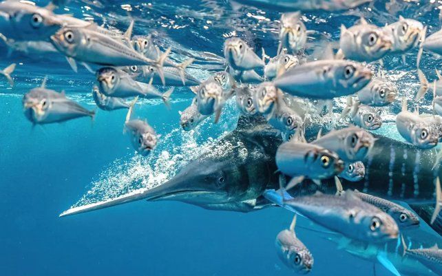 Un marlín rayado en una caza de alta velocidad por Karim Iliya (EE.UU.), tomada en San Carlos, Baja California, México.