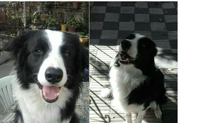 Buscan a Teo, el perro que se preparaba para ser rescatista junto a los bomberos