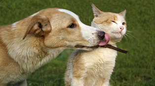 Las mascotas y la inflación: ¿cuánto sale mantener por mes a perros y gatos?