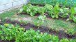 Lluvias, humedad y cambios de temperatura ponen en jaque a la producción hortícola