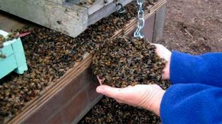 Un pesticida mató a las 70 millones de abejas en Traslasierra