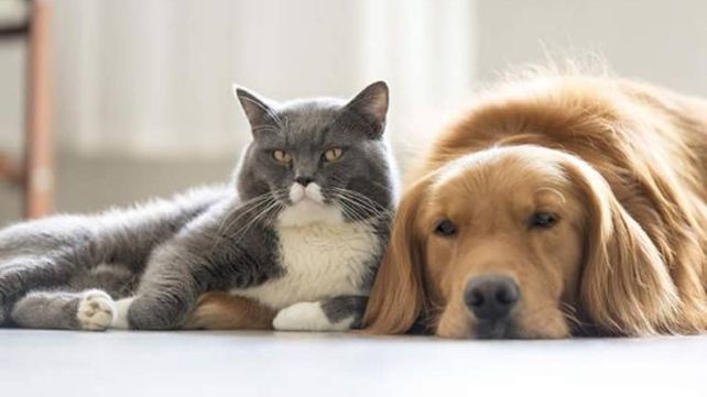 Los perros y gatos son seres que desarrollan conductas afectivas.