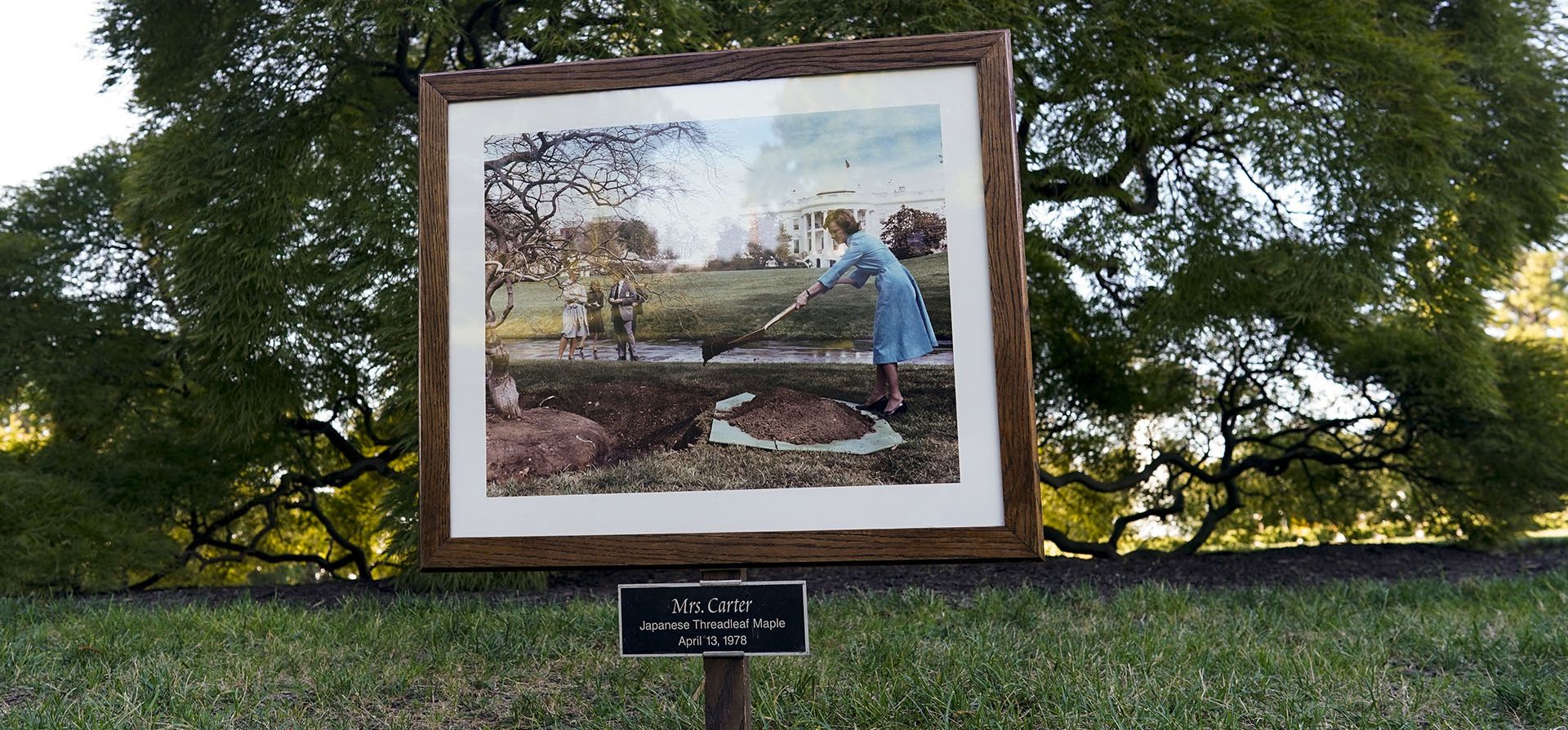 Una imagen de la primera dama Rosalynn Carter plantando el arce japonés Threadleaf en 1978 se muestra frente al árbol durante el recorrido por los jardines de otoño de la Casa Blanca en Washington, el sábado 8 de octubre de 2022. Los jardines de la Casa Blanca se abren al público dos veces al año, pero esta será la primera vez que se podrá visitar el edificio gubernamental tras el inicio de la pandemia.
