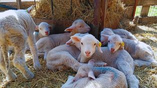Ovinos. Los primeros pasos se dieron mediante trasplantes de embriones puros de Merino Dohne sobre ovejas receptoras Comarqueña.