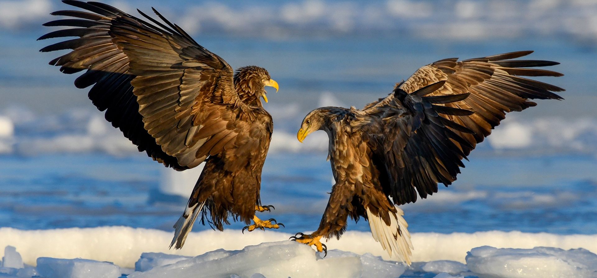 Una pareja de águilas de cola blanca se pelean mientras cazan en el estrecho del Bósforo Oriental, en Vladivostok, Rusia. (AP Foto/Anton Balashov) Una pareja de águilas de cola blanca se pelean mientras cazan en el estrecho del Bósforo Oriental, en Vladivostok, Rusia. (AP Foto/Anton Balashov)