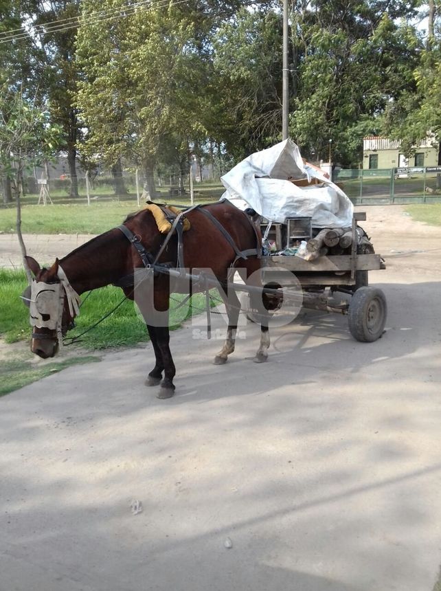 En un carro. Allí los delincuentes escondieron los postes robados.