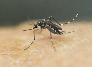 Dengue: más del 60% de los casos son de la ciudad de Santa Fe