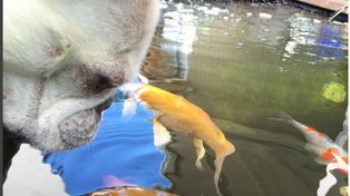 Un video sobre la increíble amistad entre un bulldog francés y un pez se volvió viral