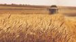 El mercado de granos espera el informe del Usda, mientras el trigo argentino se encamina a una cosecha récord