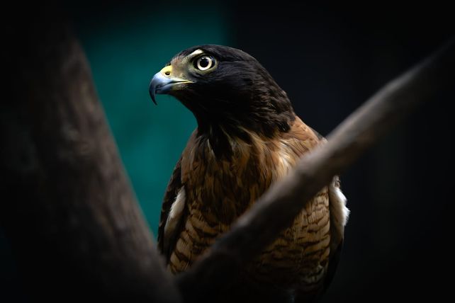 Orfeo, un aguilucho que vive en MundoAparte y que sufrió daños neurológicos por intoxicación con plomo.