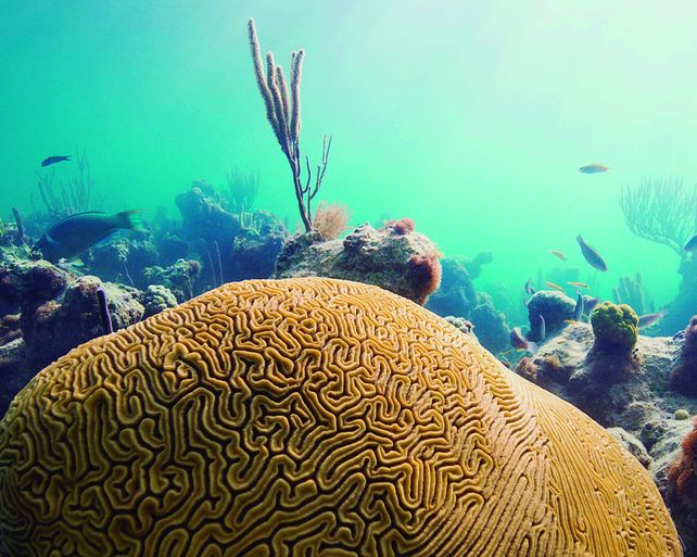 El lujo en Turks & Caicos convive con un entorno natural que conserva gran parte de su estado original.