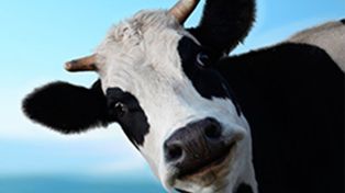 Filmó a un vecino teniendo sexo con su vaca y lo denunció a la Policía