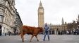 Un hombre guía a una novilla Limousin durante una protesta de agricultores en Westminster, Londres, el martes 18 de noviembre de 2025. (Ben Whitley/PA vía AP) Un hombre guía a una novilla Limousin durante una protesta de agricultores en Westminster, Londres, el martes 18 de noviembre de 2025. (Ben Whitley/PA vía AP)