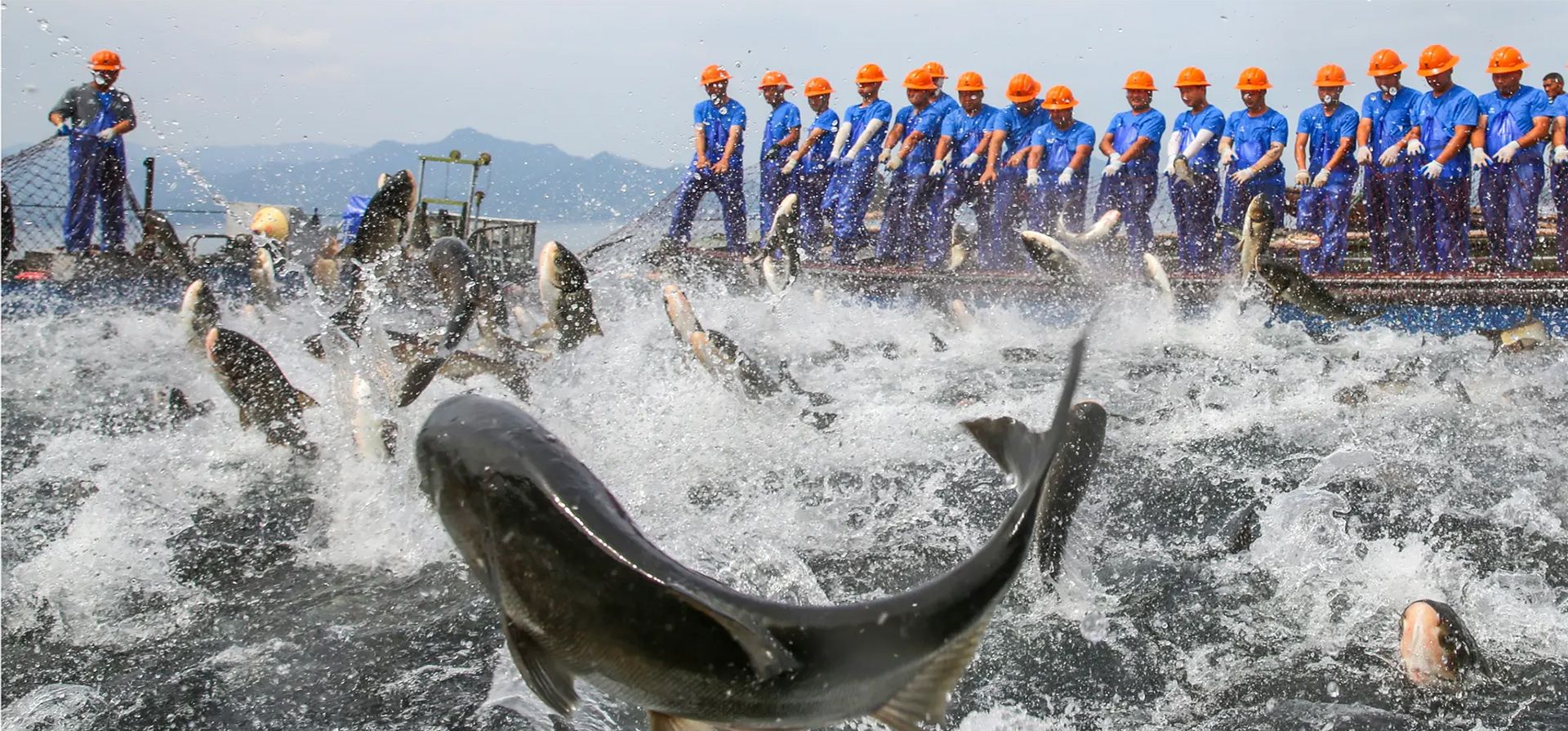 Pescadores tiran de una enorme red en el lago Qiandao para dar la bienvenida al quinto festival de la cosecha de los agricultores chinos en Zhejiang, China. Fotografía: VCG/Getty Images