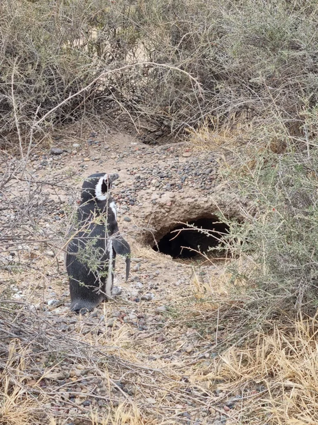 Un hombre aplastó 140 nidos de pingüinos y mató a 100 pingüinos con electricidad