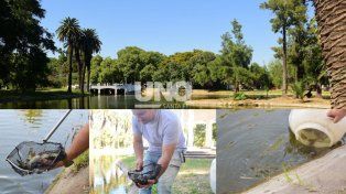 Liberaron “chanchitas de agua” para controlar mosquitos en el lago del Parque Garay