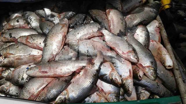 Secuestraron 1450 especies ictícolas depredadas en aguas de Arroyo Leyes