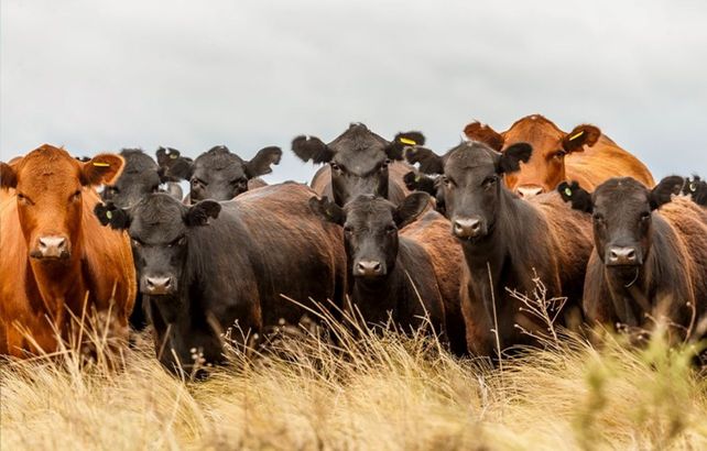 Angus: récord de animales inscriptos para la Exposición del Centenario