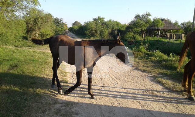 Recuperaron y devolvieron a sus dueños cinco caballos robados