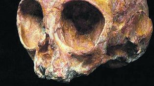 Hallan el cráneo de un bebé de simio que vivió hace 13 millones de años
