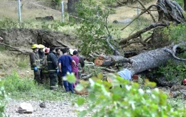 Sin consuelo. El árbol causante de la tragedia. Dos guardaparques fueron detenidos