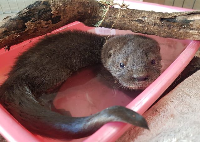 Lobito de río: especie en extinción