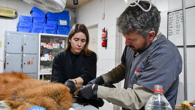 Nueva vida: liberaron al guará guazú rescatado en una casa abandona de Puerto General San Martín