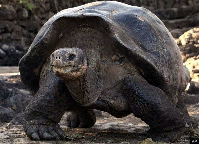Murió la última tortuga gigante que habitaba en las Galápagos y se extinguió la especie