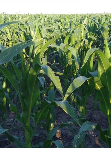 Los productores que necesitaban caja vendieron soja en mayo y ahora están recurriendo al maíz