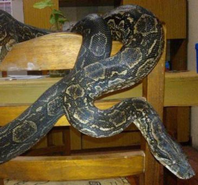 La boa constrictor o lampalagua se había escapado el último domingo de un serpentario de la casa.
