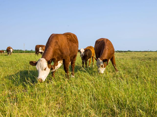 Cuidar el ambiente también paga: créditos de carbono para productores