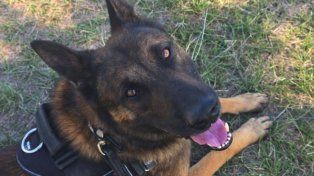 Perros de la PDI se consagraron campeón y subcampeón argentinos en una prestigiosa competencia en Córdoba &nbsp;