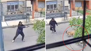 Video: dos perras salvaron a un vecino de un asalto a mano armada