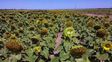 El complejo girasol viene de un buen año. Récord de exportación de harinas. El complejo girasol viene de un buen año. Récord de exportación de harinas.
