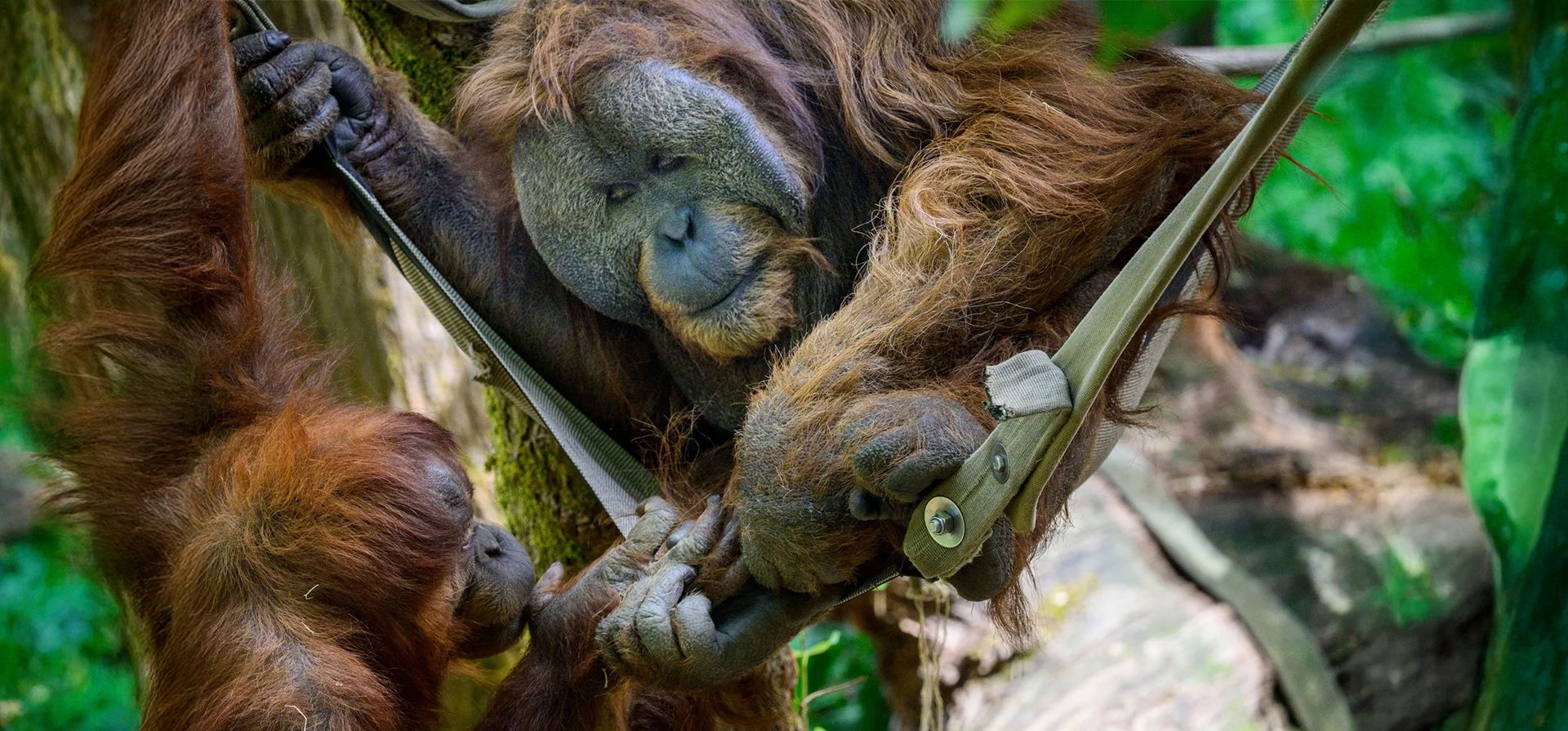 Orangutanes juegan en el zoológico de Woodland Park, Seattle, Estados Unidos. Fotografía: ZUMA Press/Alamy Orangutanes juegan en el zoológico de Woodland Park, Seattle, Estados Unidos. Fotografía: ZUMA Press/Alamy