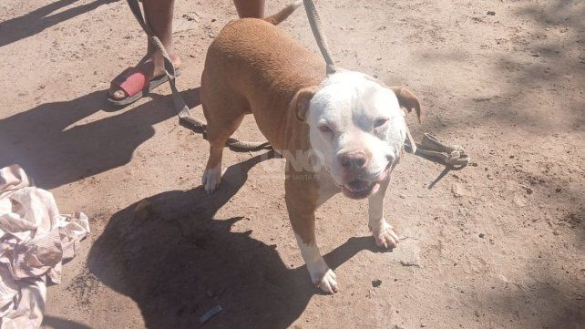 Un niño de 3 años fue atacado por un perro pitbull en barrio Fonavi San Jerónimo
