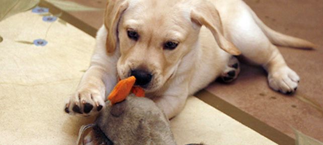 Una pareja de EEUU recibi&oacute; el primer cachorro clonado en forma comercial