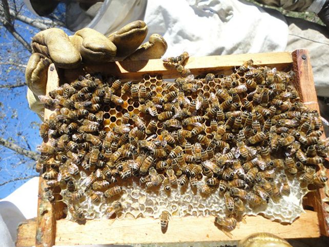 Amenazada. La población de la abeja Apis Mellifera disminuye a nivel global.
