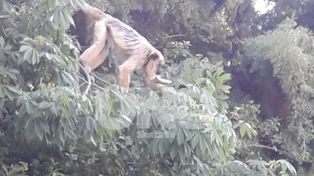 Un mono carayá sorprendió a los vecinos de Villa California