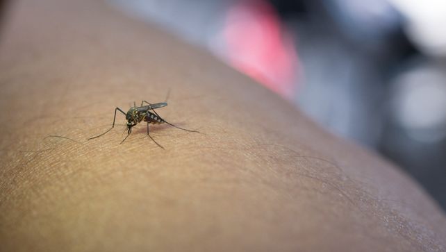 Dengue: qué hay que saber sobre la vacuna y cómo prevenirlo
