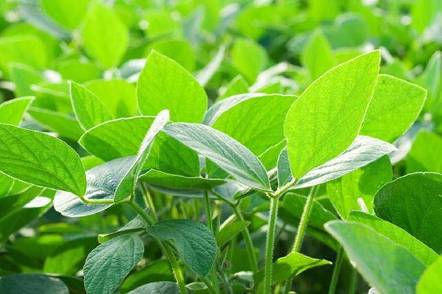 Acsoja propone evaluar la sostenibilidad no solo del cultivo de soja