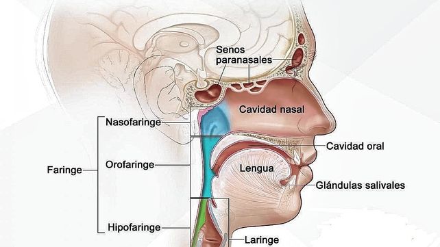 Cabeza y cuello. Algunos tipos de cáncer pueden desarrollarse en estas zonas.