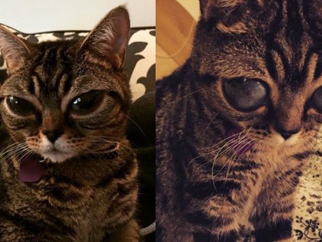 El caso de la gatita alienígena