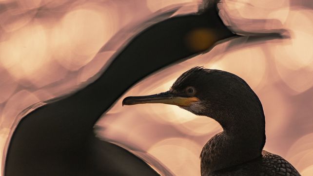 Imágenes ganadoras del concurso Bird Photographer of the Year 2020