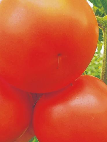 Identifican un gen que mejora el rendimiento de la planta de tomate en respuesta a la densidad de siembra