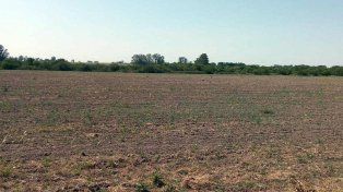 La sequía persiste en Entre Ríos y complica la condición de los granos