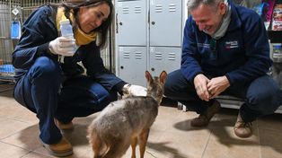 Los animales rescatados fueron visitados por la ministra de Ambiente y Cambio Climático, Erika Gonnet.