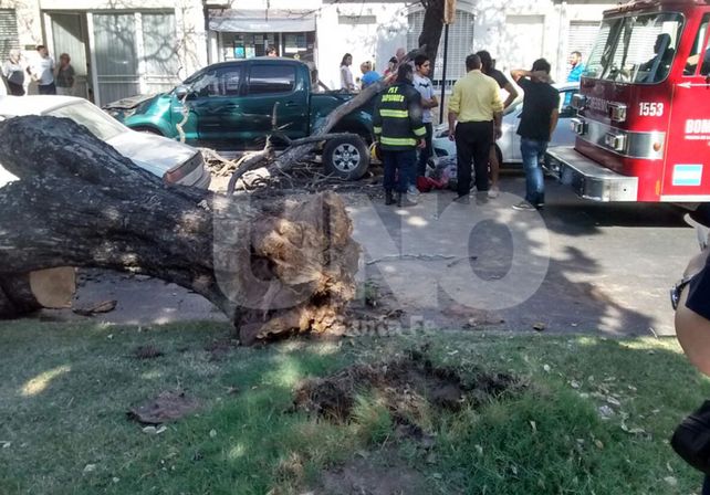 Cayó un árbol sobre un auto en pleno Bulevar